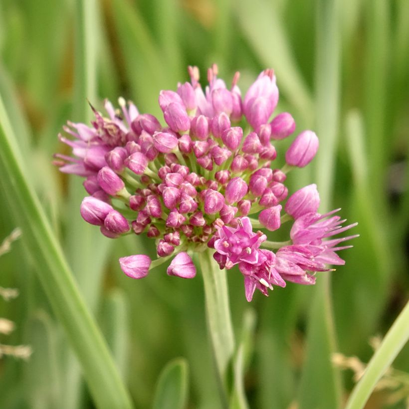 Allium Little Sapphire - Aglio ornamentale (Fioritura)