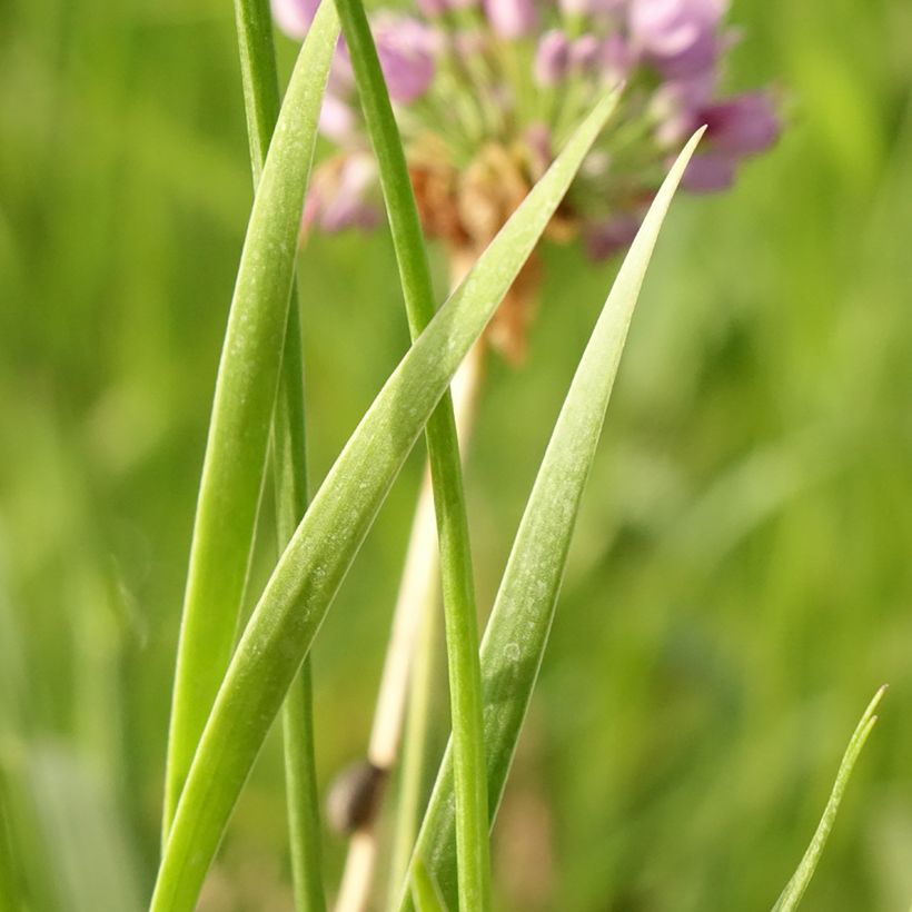 Allium Avatar - Aglio ornamentale (Fogliame)