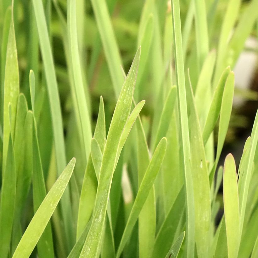 Allium Serendipity - Aglio ornamentale (Fogliame)