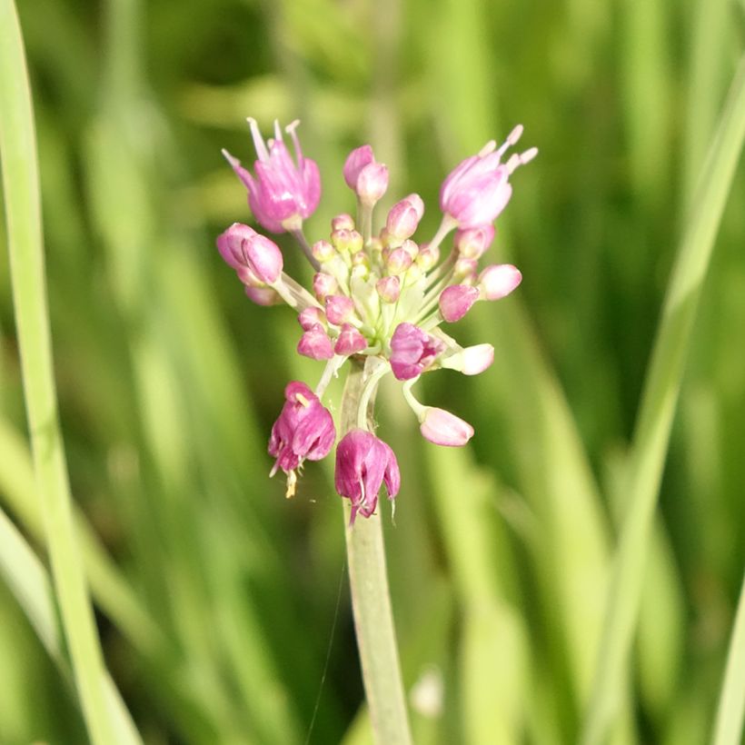 Allium Serendipity - Aglio ornamentale (Fioritura)