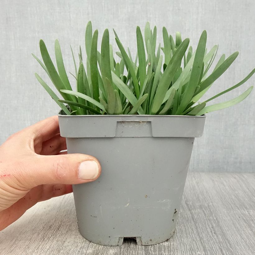 Ail d'ornement - Allium Serendipity - pot de 2L/3L esemplare consegnato in primavera