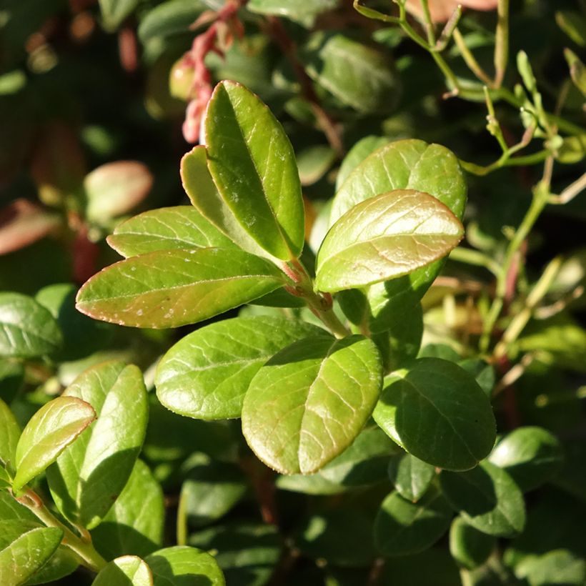 Vaccinium vitis idaea Bio - Mirtillo rosso (Fogliame)