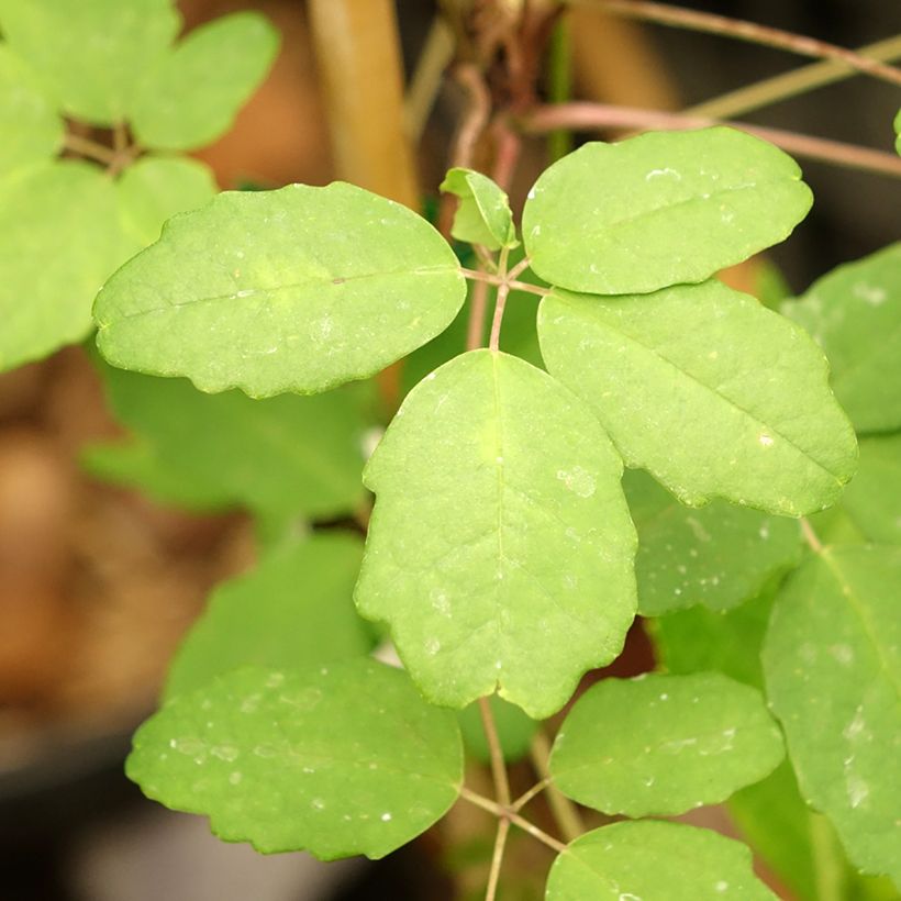 Akebia pentaphylla (Fogliame)