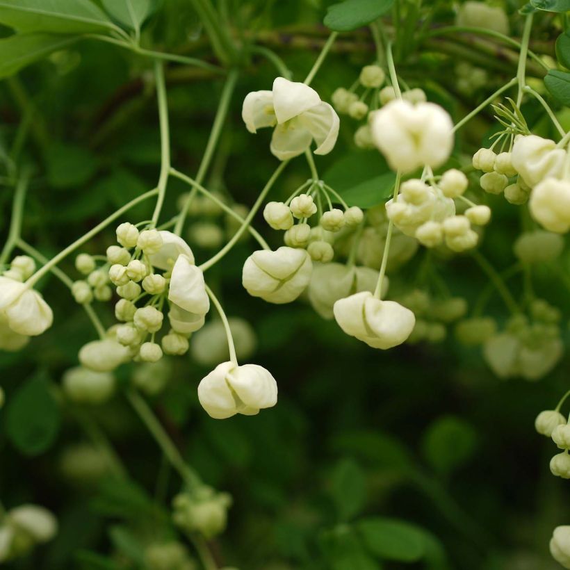 Akebia quinata Alba - Akebia a cinque foglie (Fioritura)