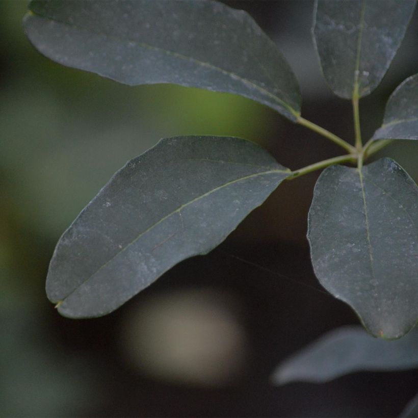 Akebia quinata var. Rosea - Akebia a cinque foglie (Fogliame)