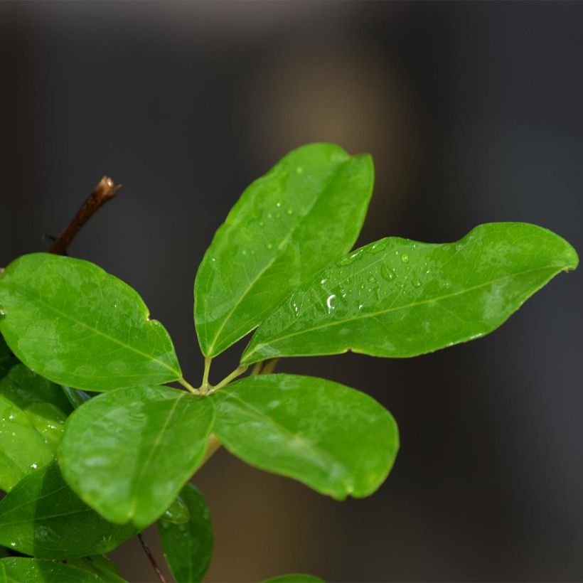 Akebia quinata Silver Bells - Akebia a cinque foglie (Fogliame)