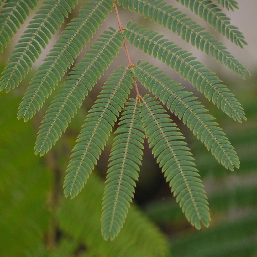 Albizia julibrissin Ombrella - Acacia di Costantinopoli (Fogliame)