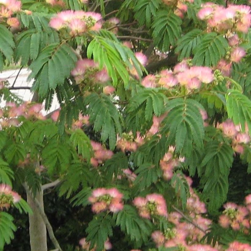 Albizia julibrissin Tropical Dream - Acacia di Costantinopoli (Fogliame)