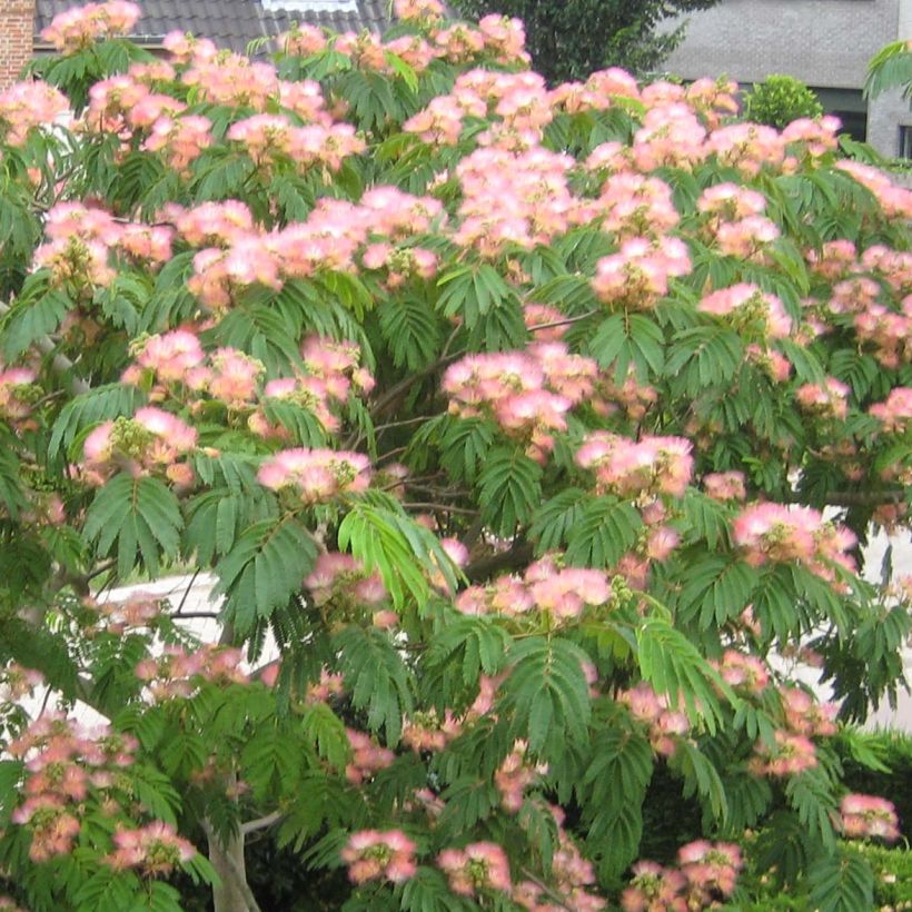 Albizia julibrissin Tropical Dream - Acacia di Costantinopoli (Fioritura)