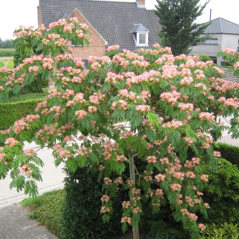 Albizia julibrissin Tropical Dream - Acacia di Costantinopoli (Porto)