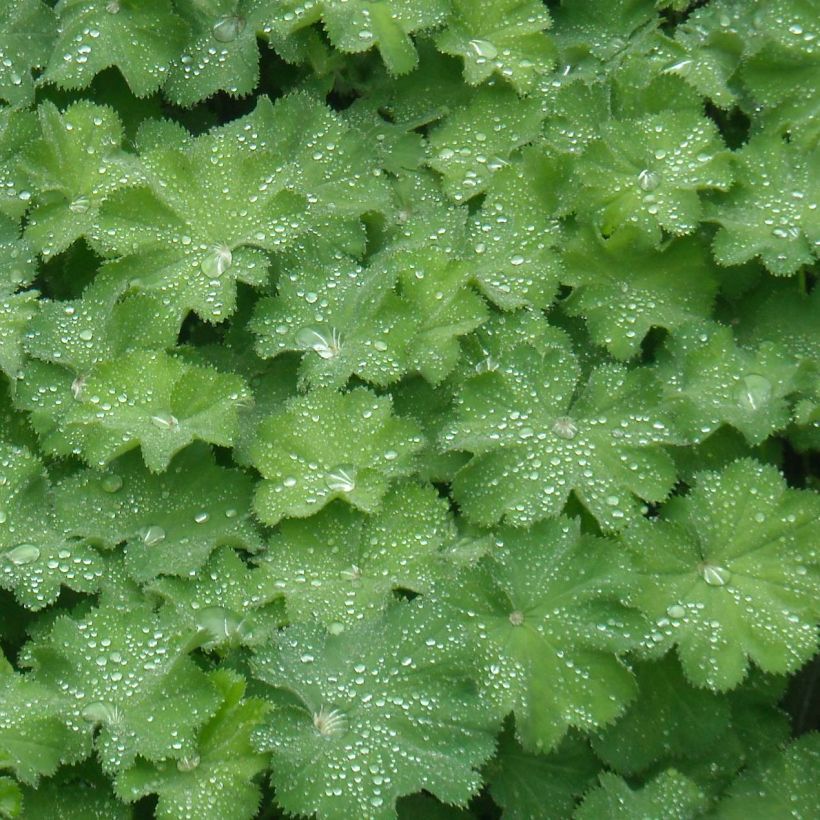 Alchemilla mollis (Fogliame)