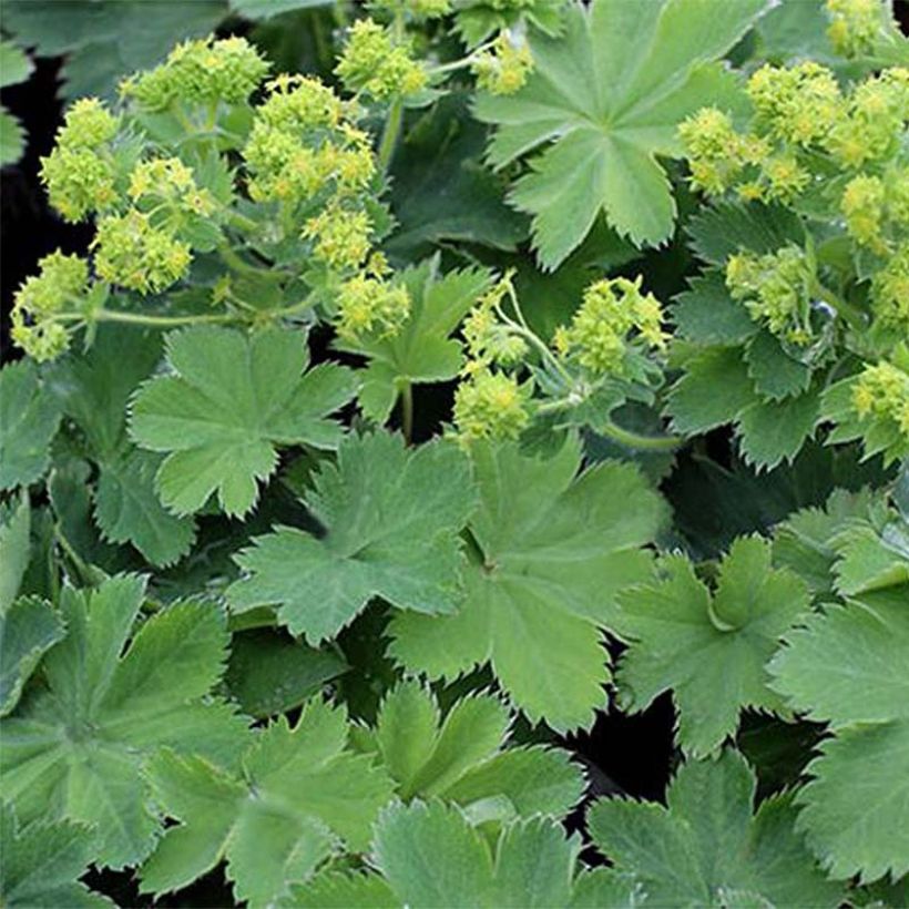 Alchemilla sericata Gold Strike (Fogliame)