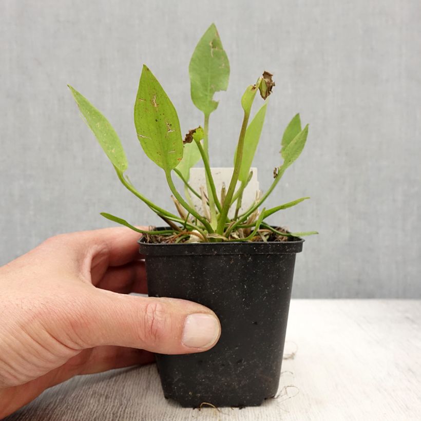 Alisma lanceolatum - Plantain d'eau à feuilles lancéolées - Godet de 8/9 cm esemplare consegnato in primavera