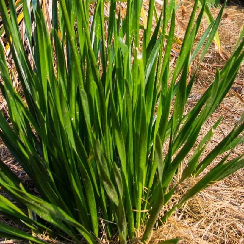 Allium Millenium - Aglio ornamentale (Fogliame)