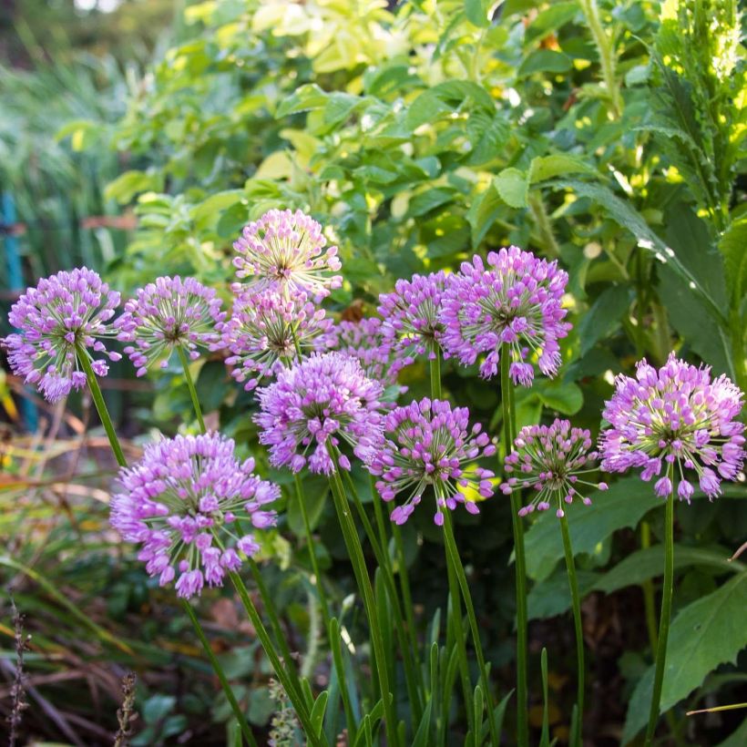 Allium Millenium - Aglio ornamentale (Fioritura)