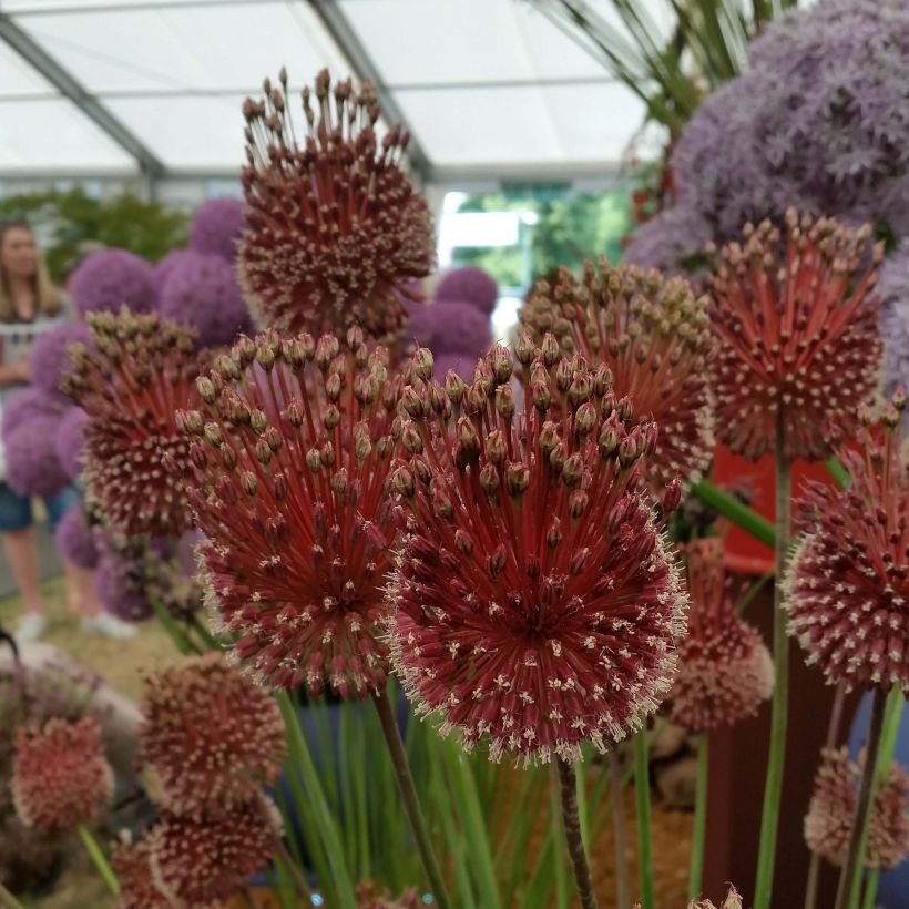 Allium Red Mohican - Aglio ornamentale (Fioritura)