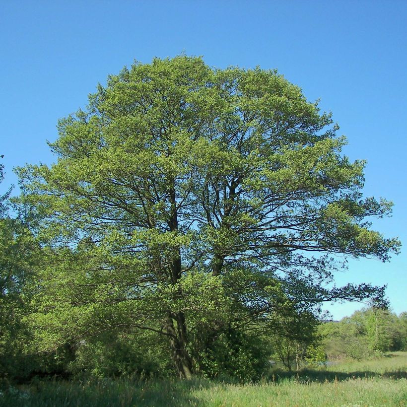 Alnus glutinosa - Ontano comune (Porto)