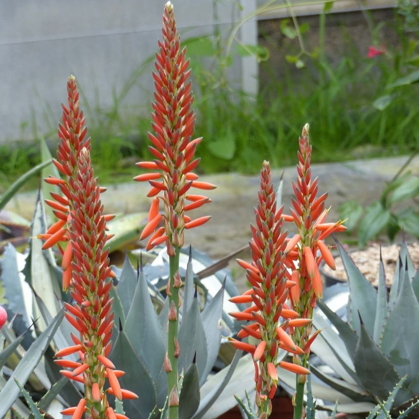 Aloe aristata (Fioritura)