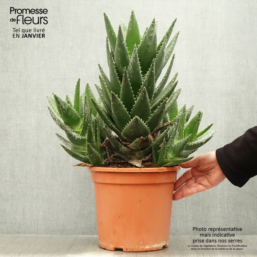 Aloe perfoliata (mitriformis) Pot de 7,5L/10L esemplare consegnato in inverno