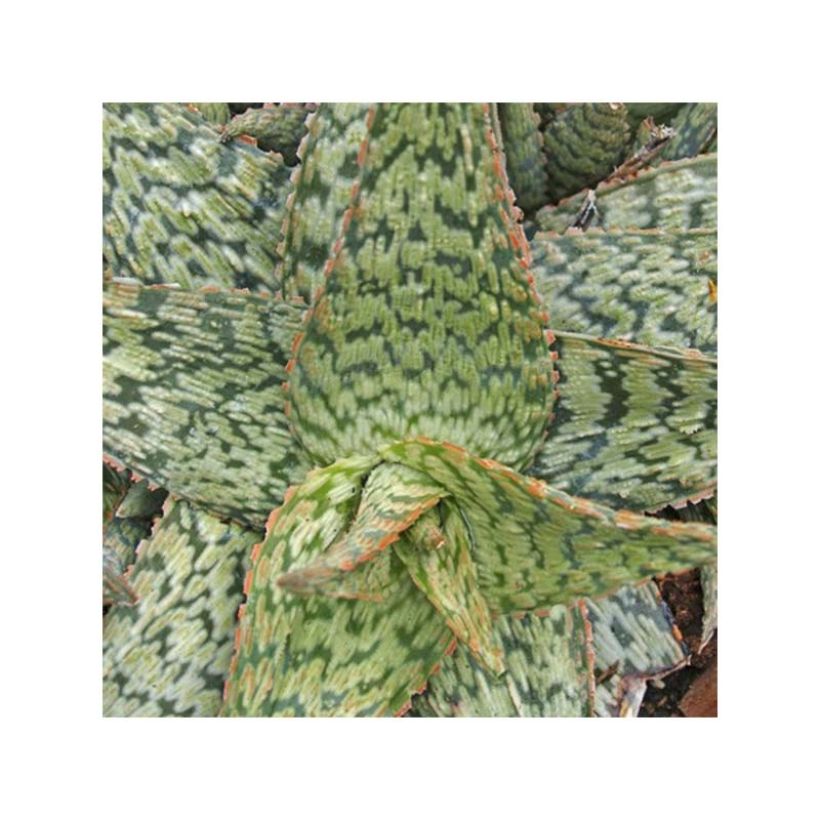 Aloe rauhii Cleopatra (Fogliame)