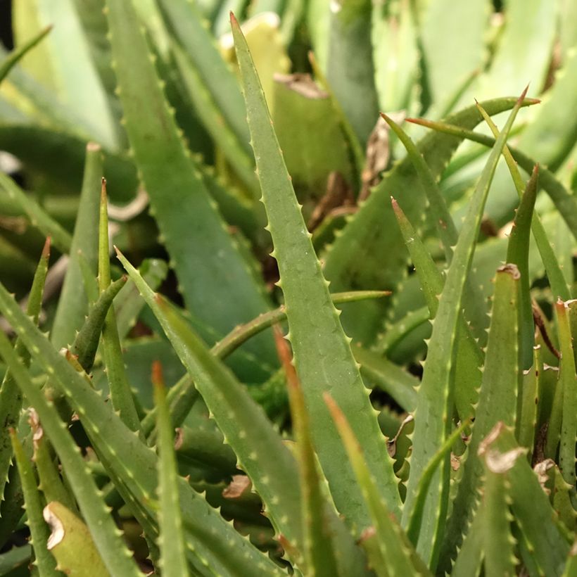 Aloe Safari Sunrise (Fogliame)