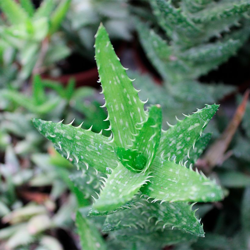 Aloe squarrosa (Fogliame)