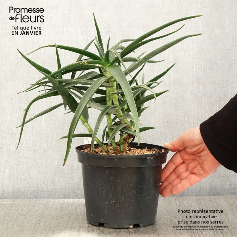 Aloe striatula - Aloès arbustif Pot de 2L/3L esemplare consegnato in inverno