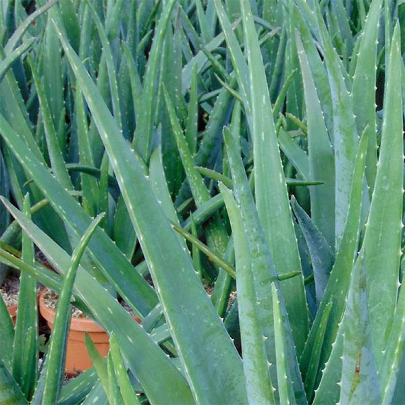 Aloe vera - Aloe delle Barbados (Fogliame)