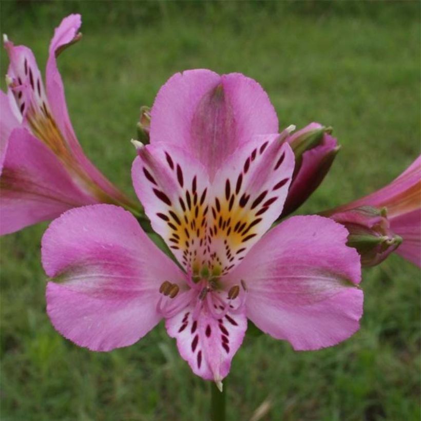 Alstroemeria Duc d'Anjou Charles (Fioritura)