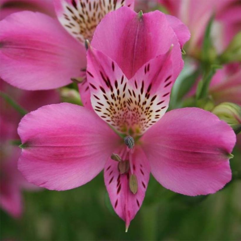 Alstroemeria Duc d'Anjou Edouard (Fioritura)