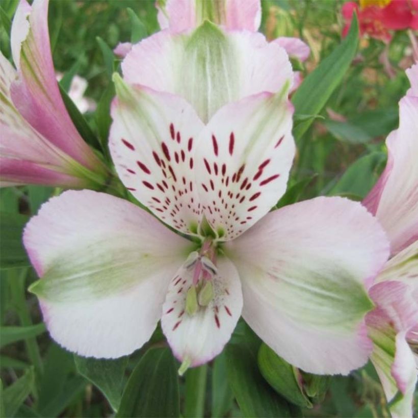 Alstroemeria Duc d'Anjou François (Fioritura)