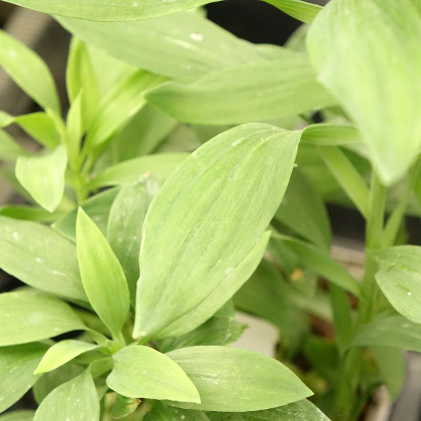 Alstroemeria Duc d'Anjou François (Fogliame)