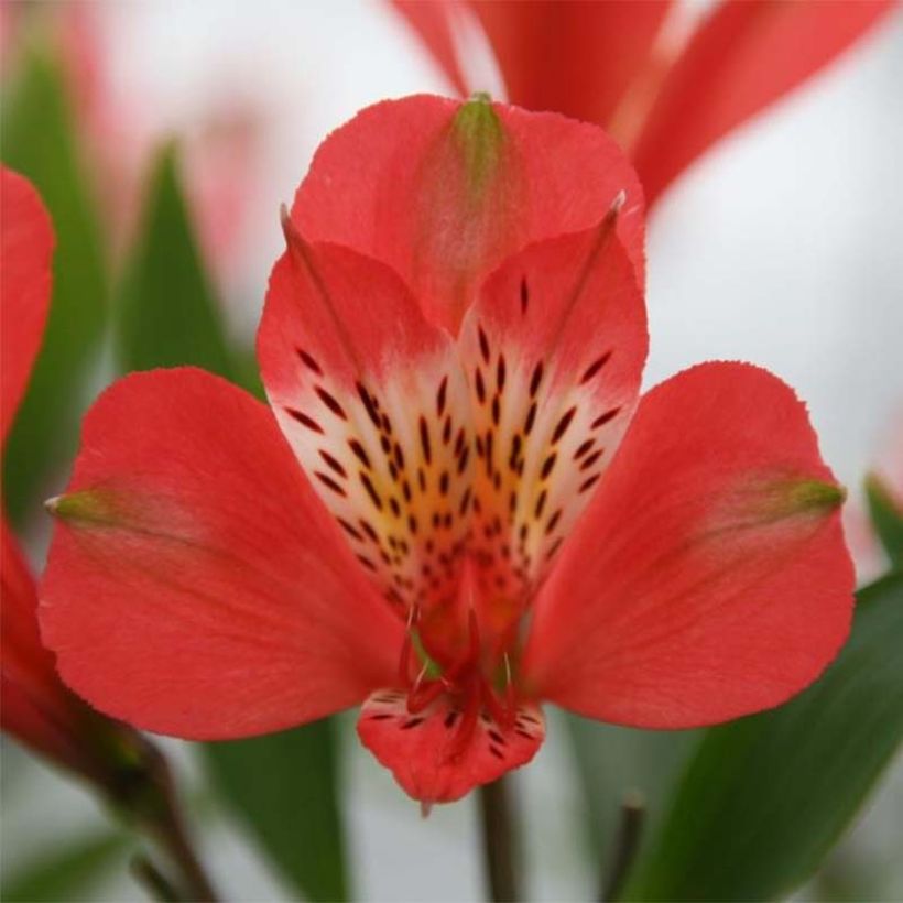 Alstroemeria Duc d'Anjou Louis (Fioritura)