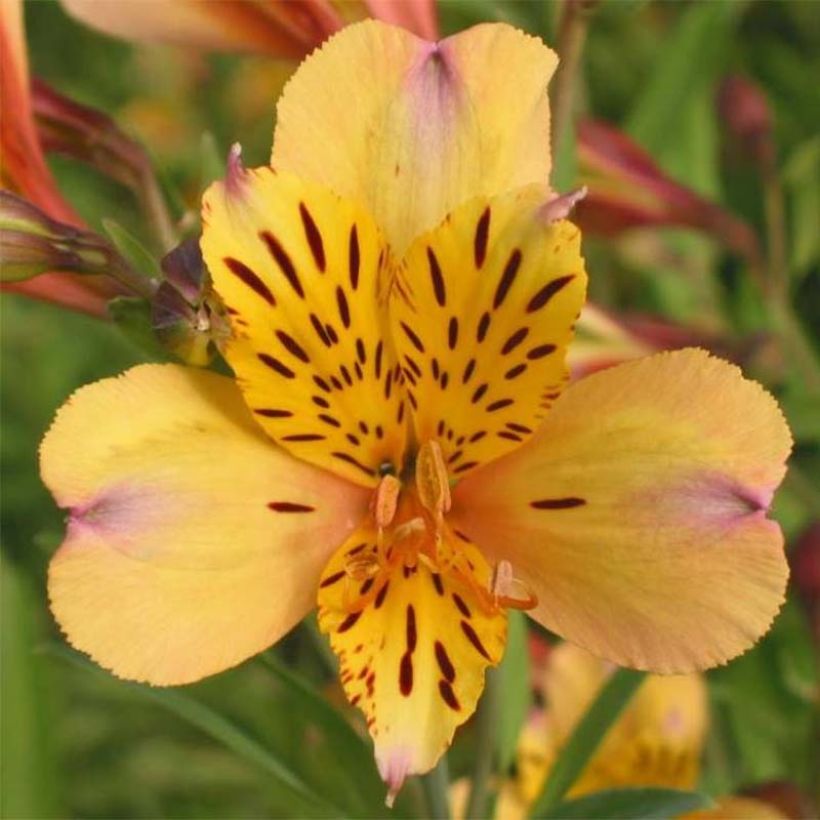 Alstroemeria Duc d'Anjou Nicolas (Fioritura)