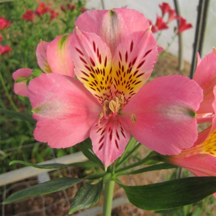 Alstroemeria Duc d'Anjou Pierre (Fioritura)