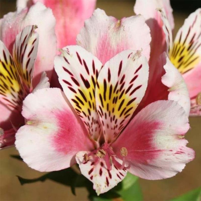 Alstroemeria Duc d'Anjou William (Fioritura)