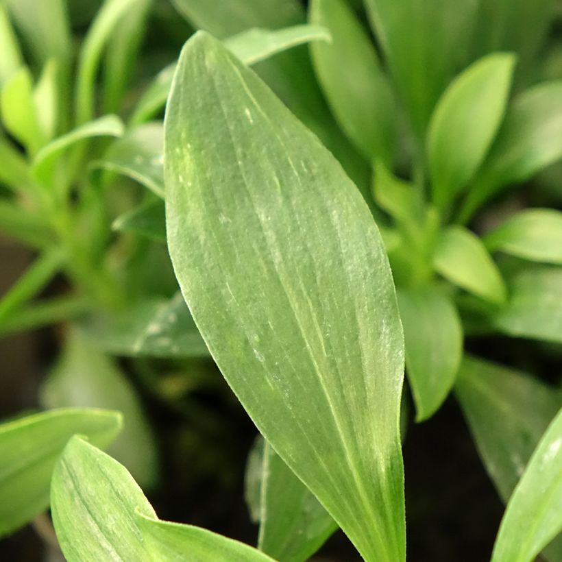 Alstroemeria Duchesses Anne (Fogliame)