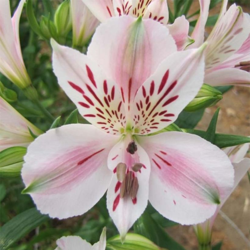 Alstroemeria Duchesses Béatrice (Fioritura)