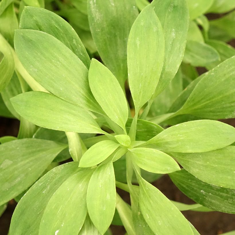 Alstroemeria Duchesses Béatrice (Fogliame)