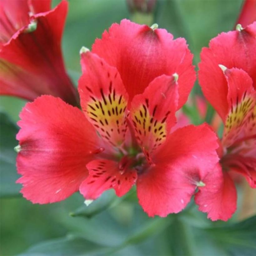 Alstroemeria Duchesses Diane (Fioritura)