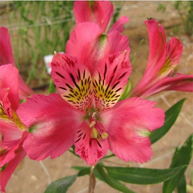 Alstroemeria Duchesses Isabelle (Fioritura)