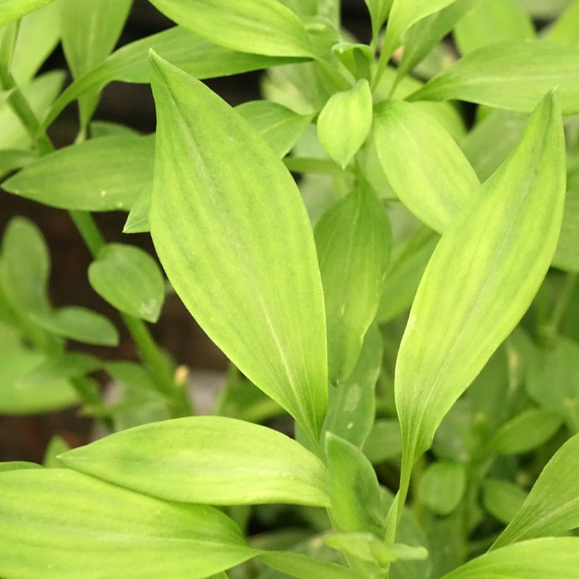 Alstroemeria Majestic Layon (Fogliame)