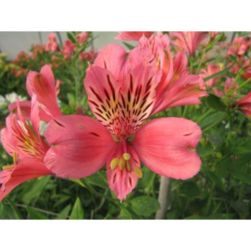 Alstroemeria Majestic Marcé (Fioritura)