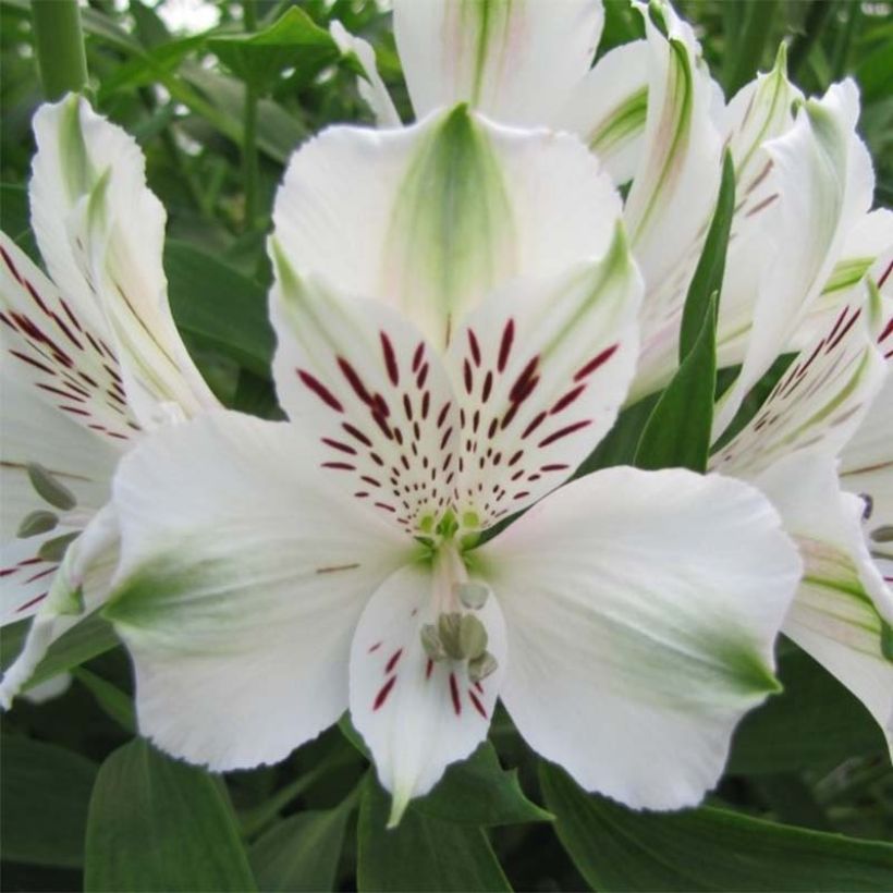 Alstroemeria Majestic Mazé (Fioritura)