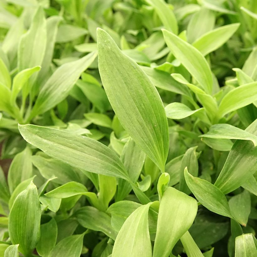 Alstroemeria Majestic Mazé (Fogliame)