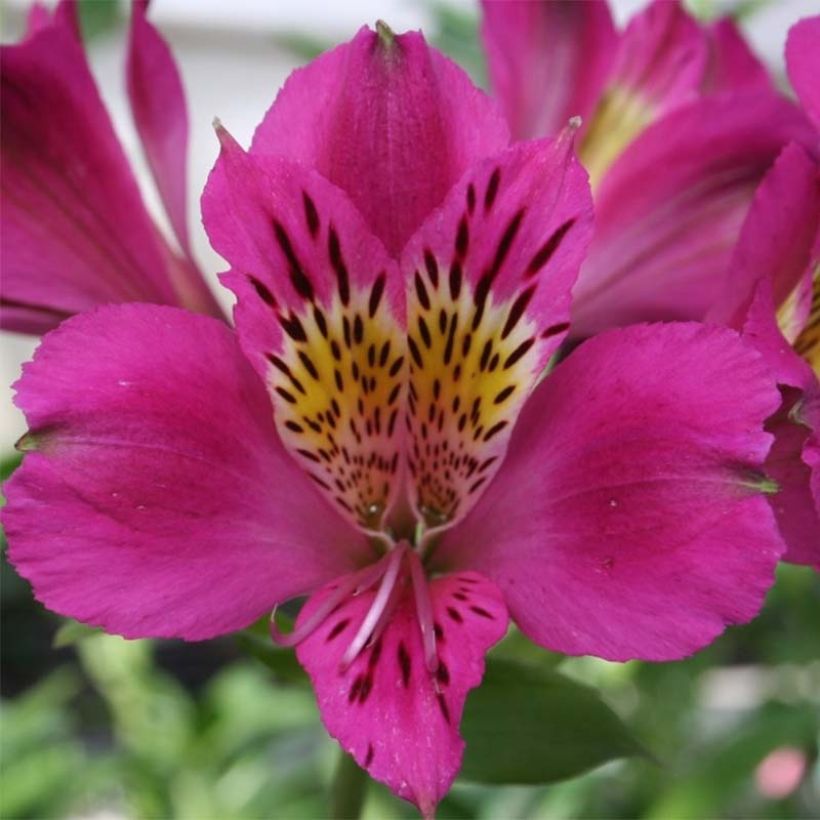 Alstroemeria Majestic Montsoreau (Fioritura)