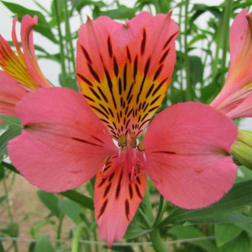 Alstroemeria Majestic Tiercé (Fioritura)