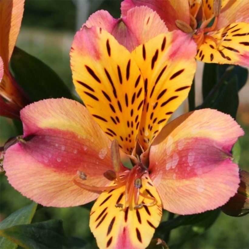 Alstroemeria Majestic Aubance (Fioritura)