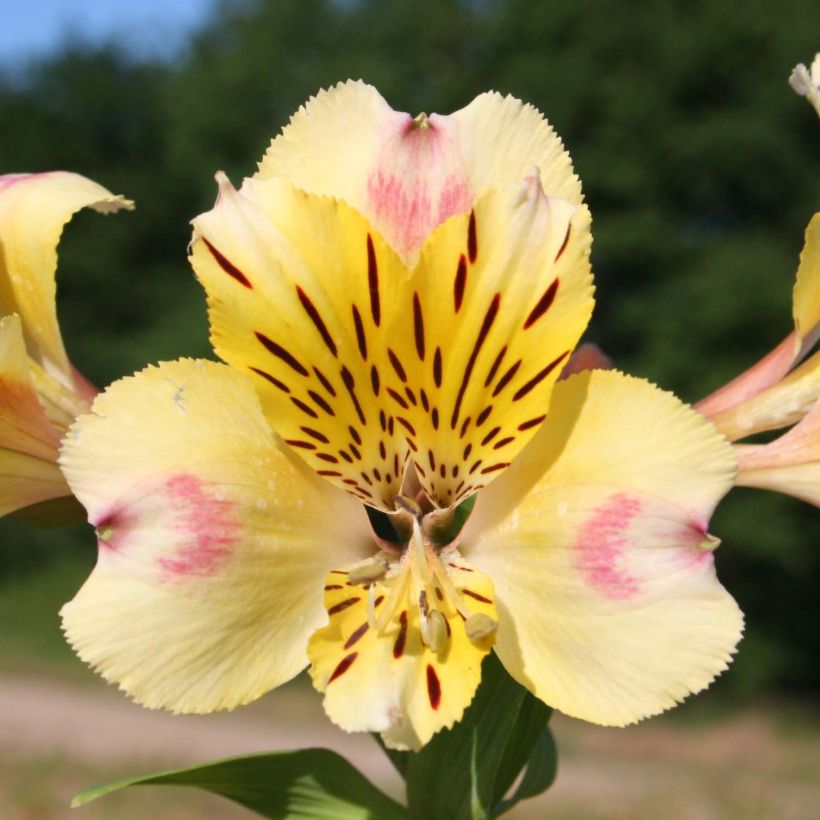 Alstroemeria Majestic Briançon (Fioritura)