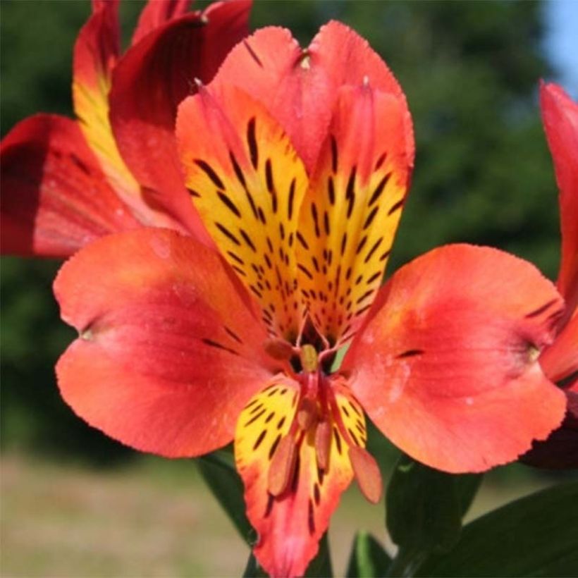 Alstroemeria Majestic Brissac (Fioritura)